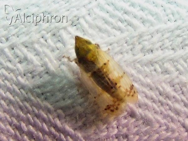 Japananus hyalinus