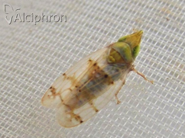 Japananus hyalinus
