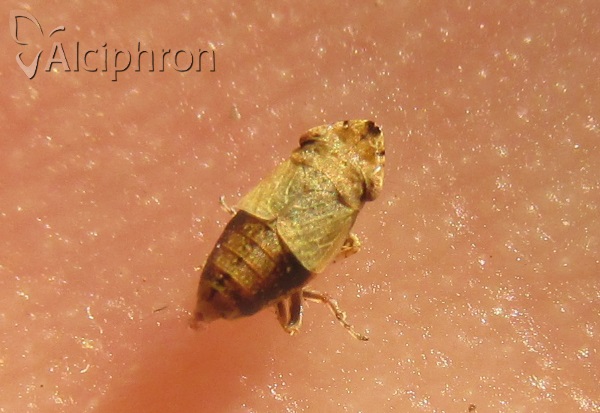 Chiasmus conspurcatus