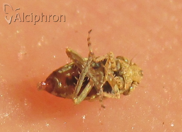 Chiasmus conspurcatus