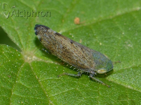 Fieberiella florii