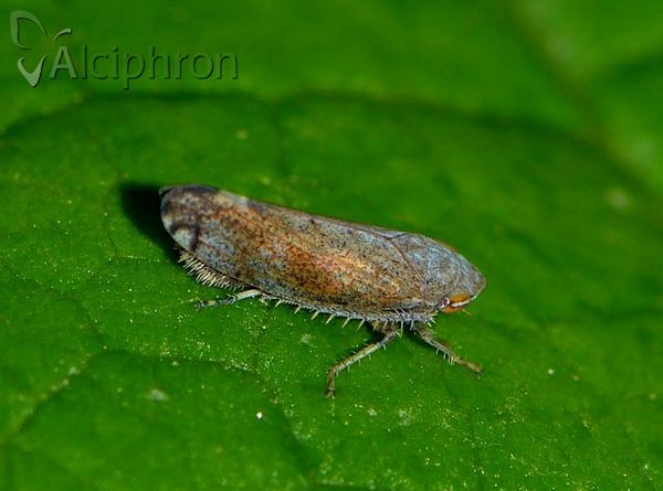 Fieberiella florii