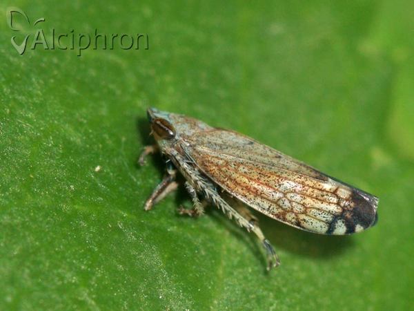 Fieberiella florii