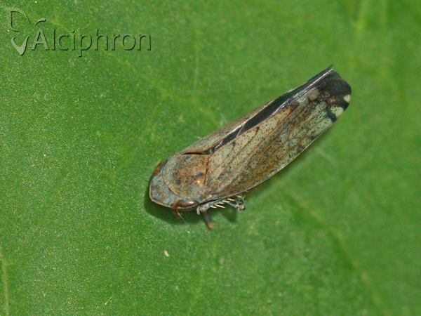 Fieberiella florii