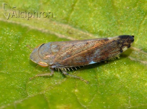Fieberiella florii