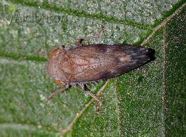 Fieberiella florii