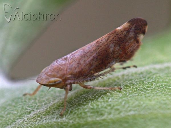 Fieberiella septentrionalis