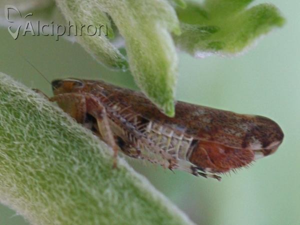 Fieberiella septentrionalis