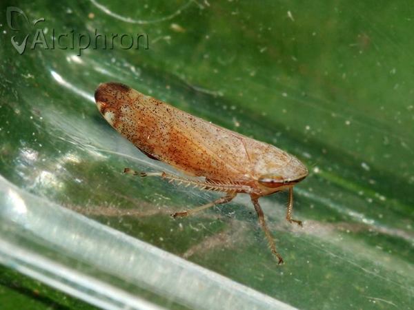 Fieberiella septentrionalis