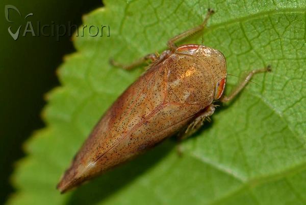 Fieberiella septentrionalis