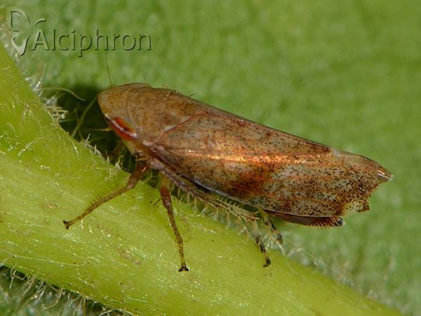 Fieberiella septentrionalis