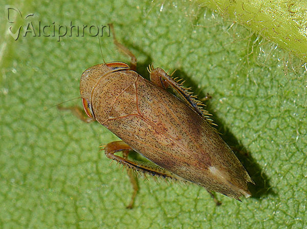 Fieberiella septentrionalis