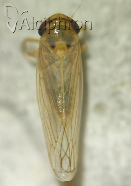 Exitianus nanus