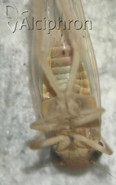 Exitianus nanus