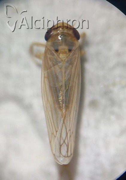 Exitianus nanus