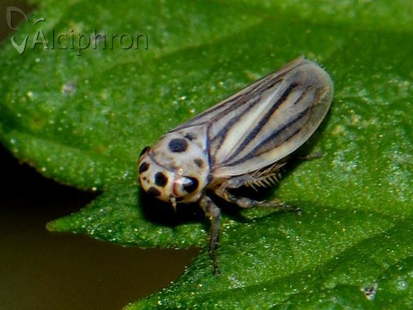Stictocoris picturatus