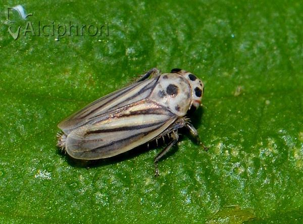 Stictocoris picturatus
