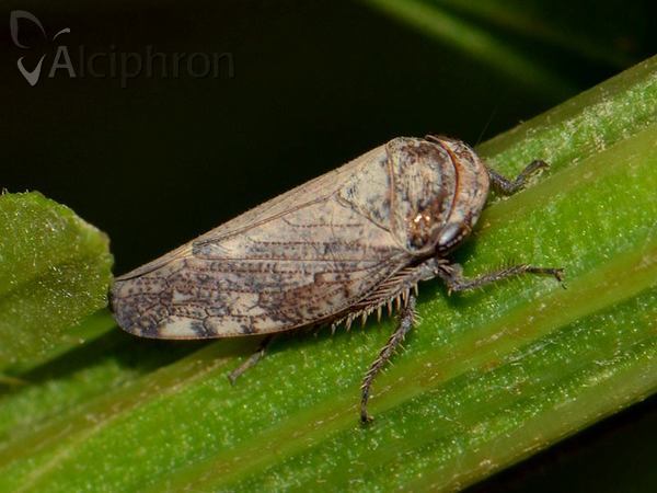 Selenocephalus obsoletus