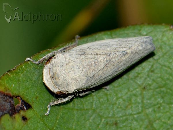 Selenocephalus obsoletus