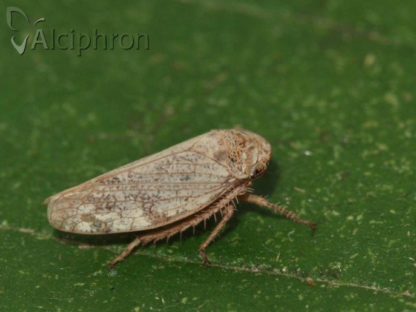 Selenocephalus obsoletus