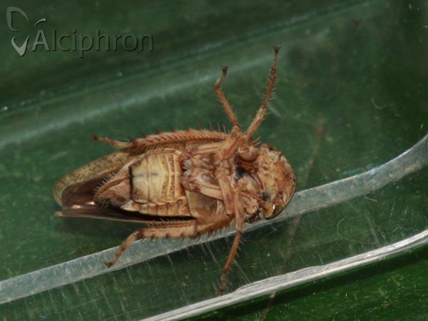 Selenocephalus obsoletus