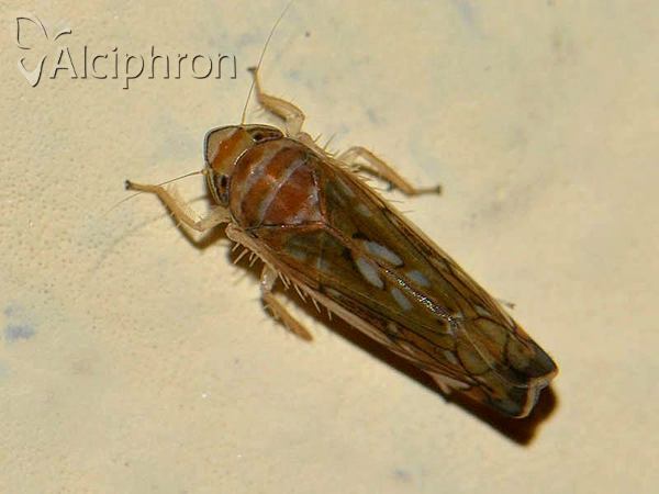 Scaphoideus titanus