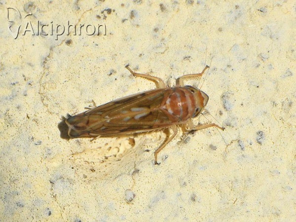 Scaphoideus titanus