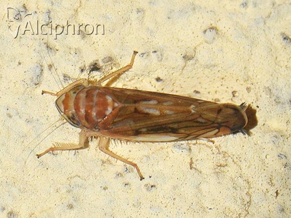 Scaphoideus titanus