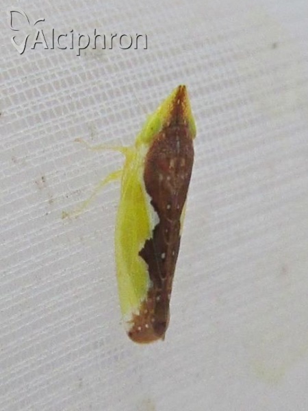 Platymetopius complicatus