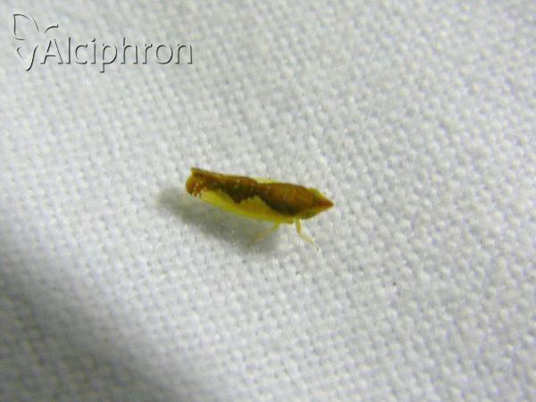 Platymetopius complicatus