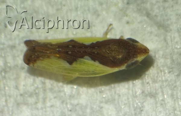 Platymetopius henribauti