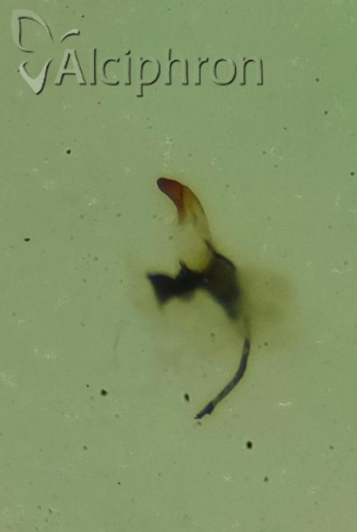 Platymetopius henribauti