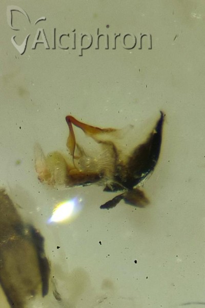 Platymetopius henribauti