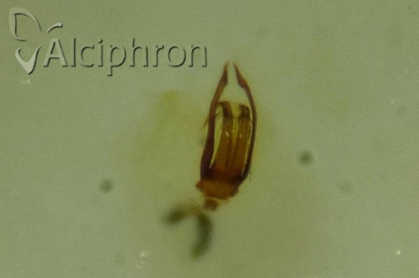 Platymetopius henribauti