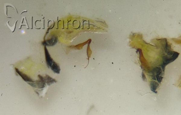 Platymetopius henribauti
