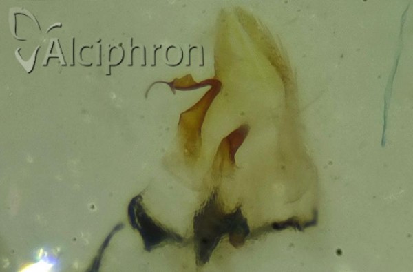 Platymetopius henribauti