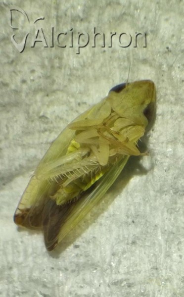 Platymetopius henribauti