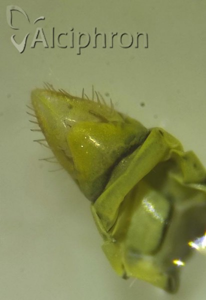 Platymetopius henribauti