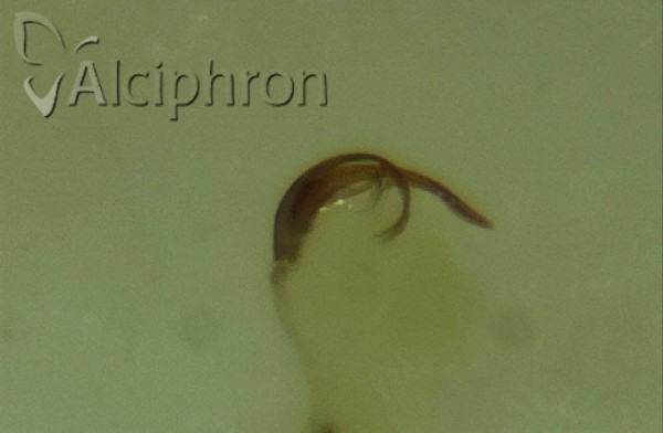 Platymetopius henribauti