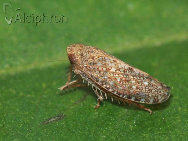 Phlepsius intricatus