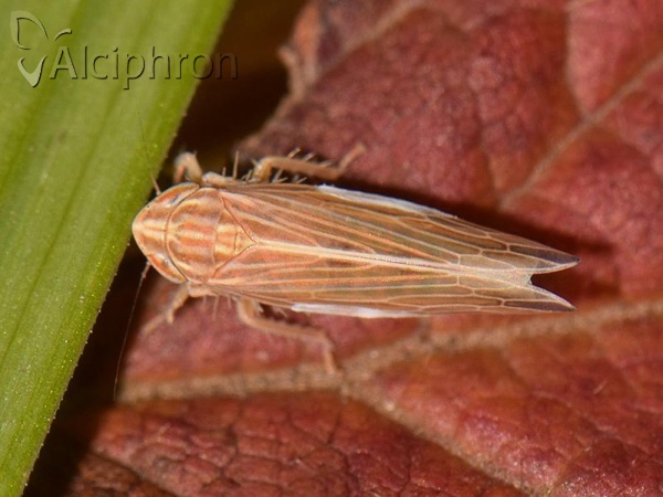 Mocydia crocea