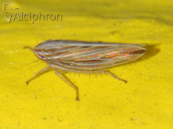 Mocydia crocea