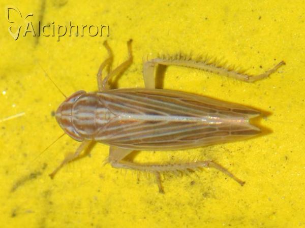 Mocydia crocea