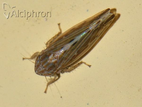 Mocydia crocea