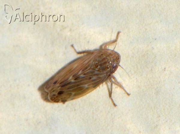 Hardya melanopsis