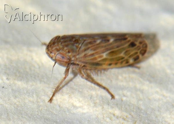 Hardya melanopsis