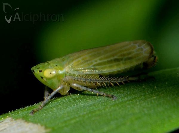 Graphocraerus ventralis