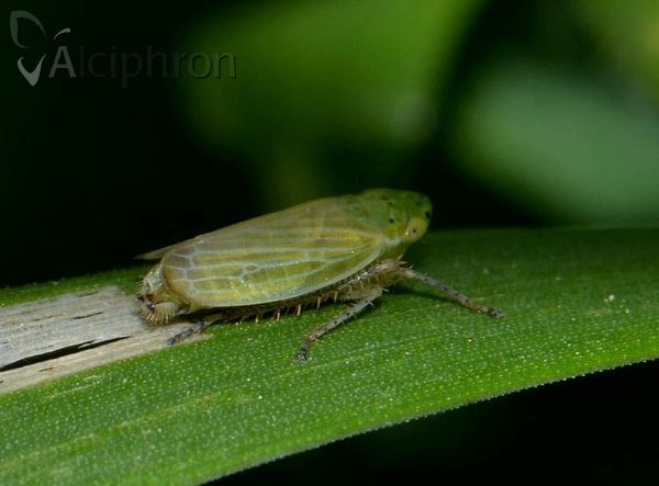 Graphocraerus ventralis