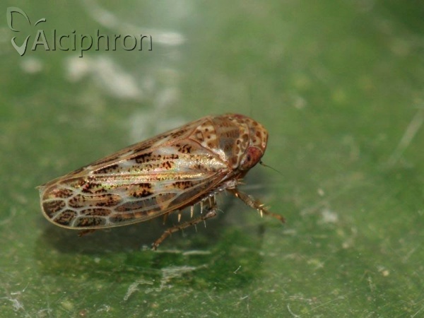 Euscelis incisus