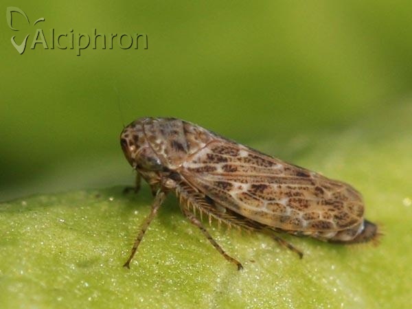 Euscelis incisus